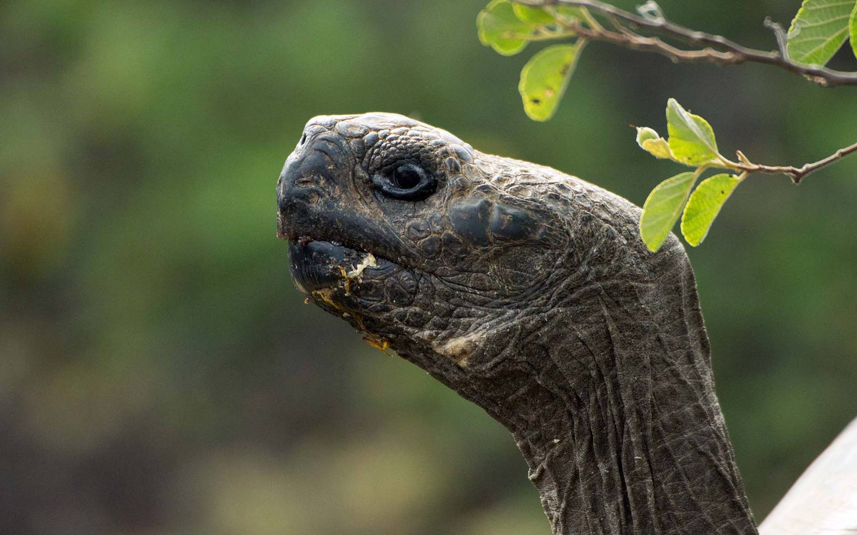 Galapagos_Riesenschildkröte_02_1920x1200