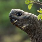 Galapagos_Riesenschildkröte_02_1920x1200