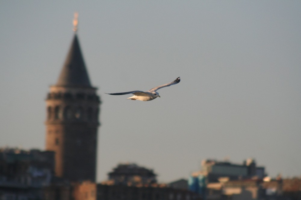 GALATA VE MARTI