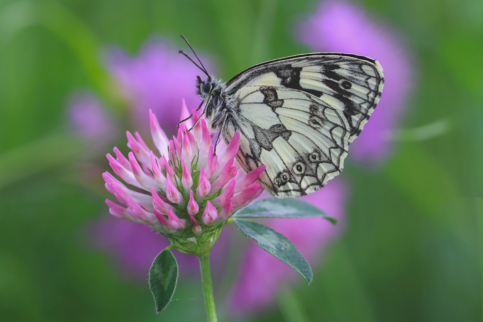 Galatea (Melanargia galathea)