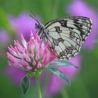 Galatea (Melanargia galathea)