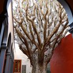 Galdar - Der Drachenbaum