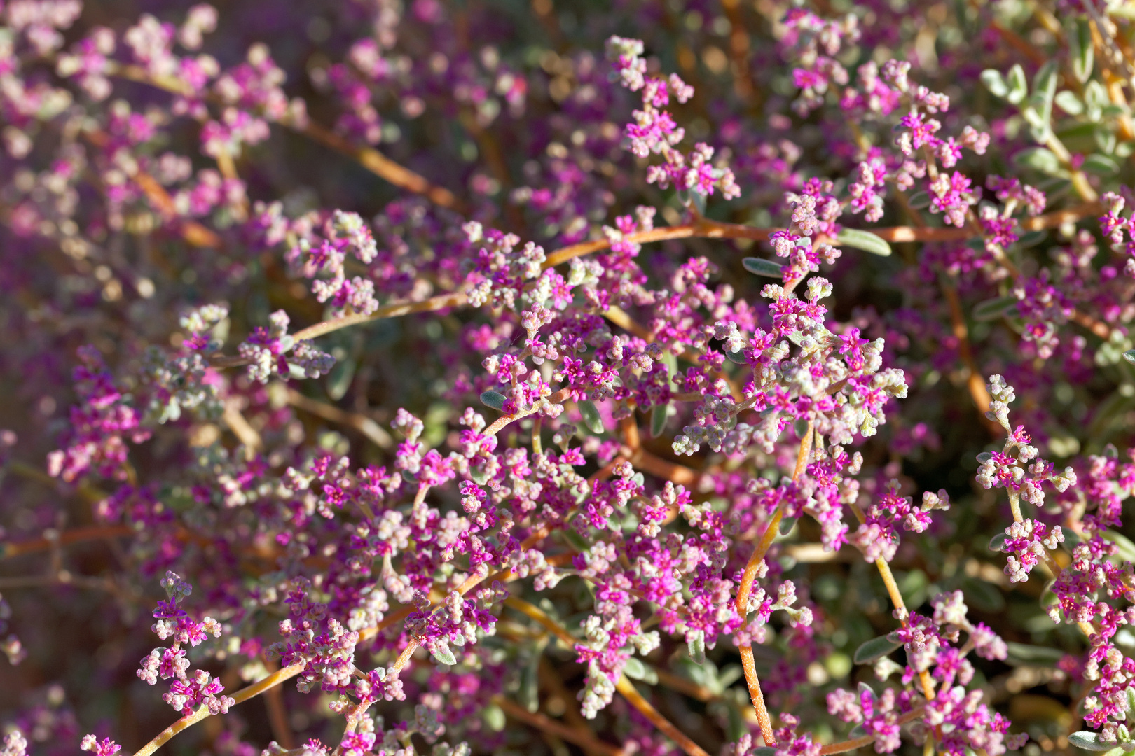 Galenia papulosa