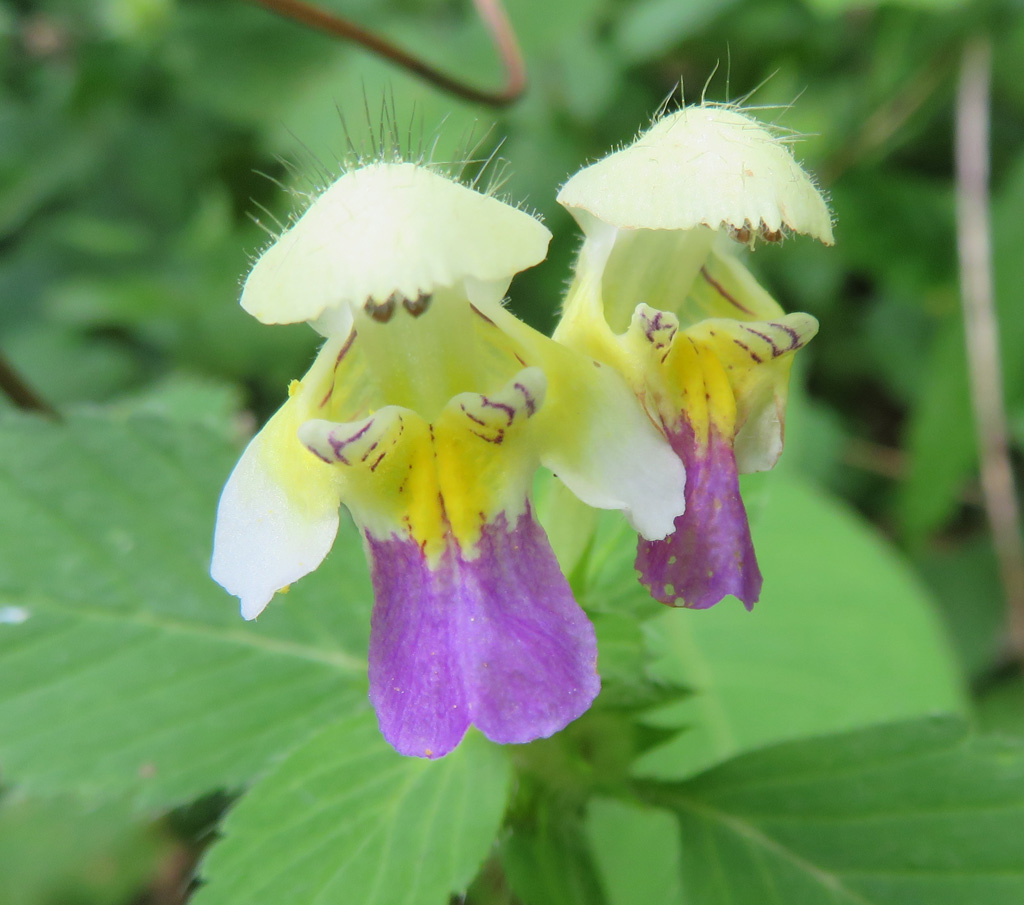  Galeopsis speciosa- bunter Hohlzahn  