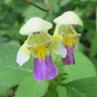  Galeopsis speciosa- bunter Hohlzahn  