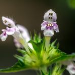 Galeopsis tetrahit