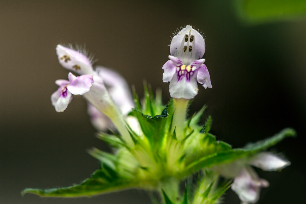 Galeopsis tetrahit