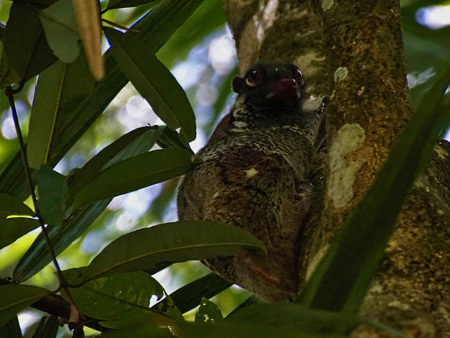 Galeopterus variegatus