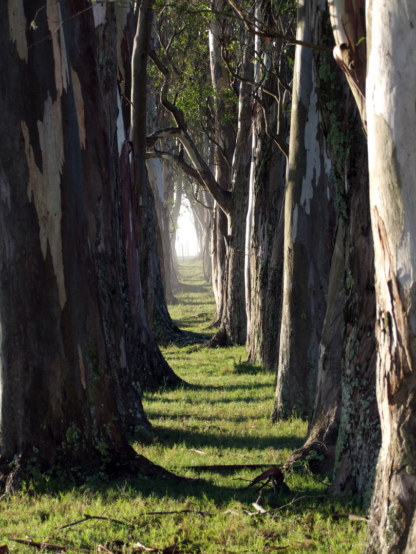 Galeria de arboles