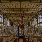 Galerie de Paléontologie et d’Anatomie Comparée