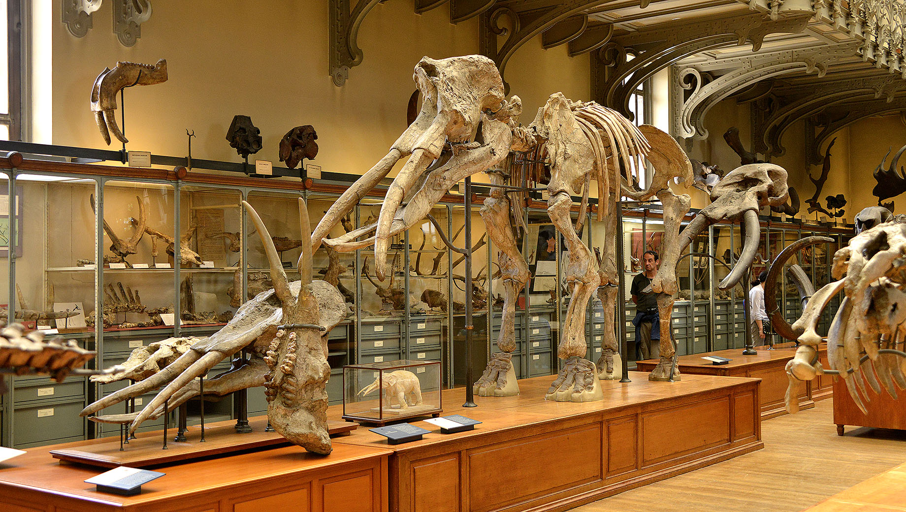 GALERIE DÁNATOMIE COMPAREE ET DE PALEONTOLOGIE 1