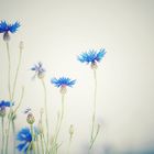 Galerie - Fotoaquarelle und Impressionen | Impressionistische Fotografie ( Blaue Blume ) 