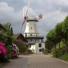 Galerieholländer "Jan Wind" - Eine Riesin ...