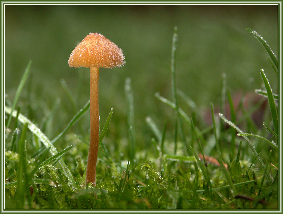 Galerina clavata