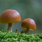 GALERINA MARGINATA