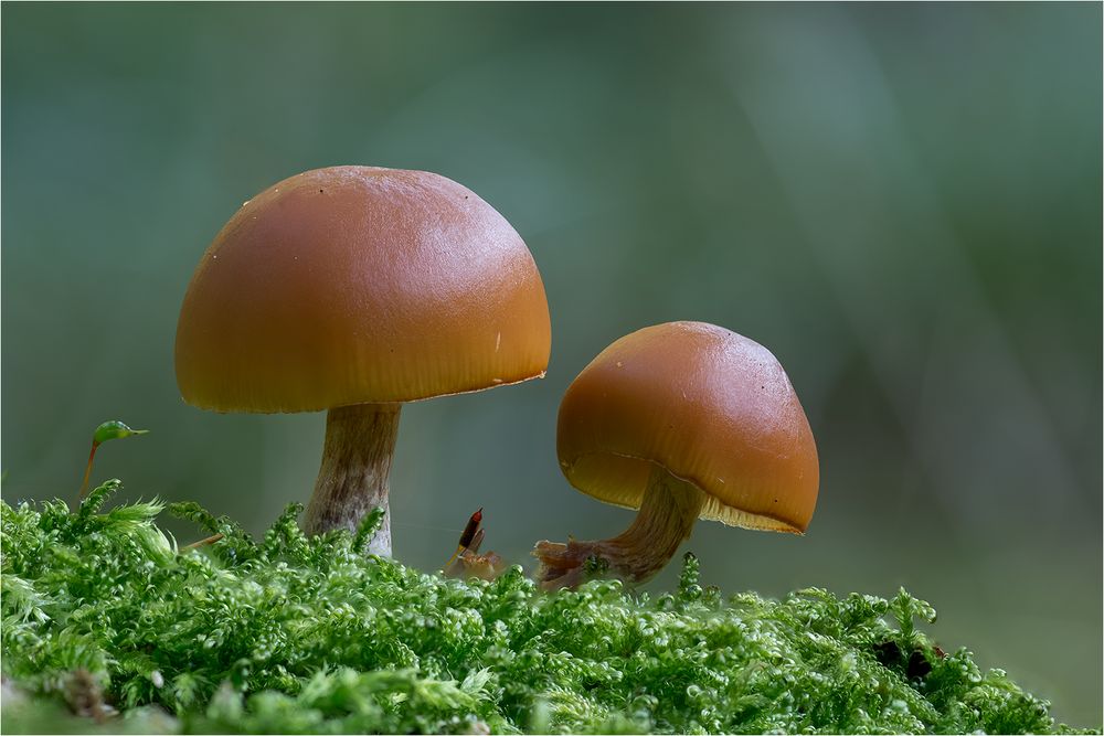 GALERINA MARGINATA