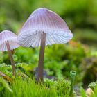 Galerina mniophila