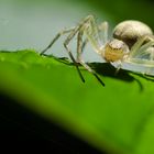 Galgenberg Spinne im Gegenlicht