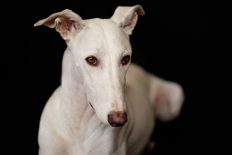 Galgo