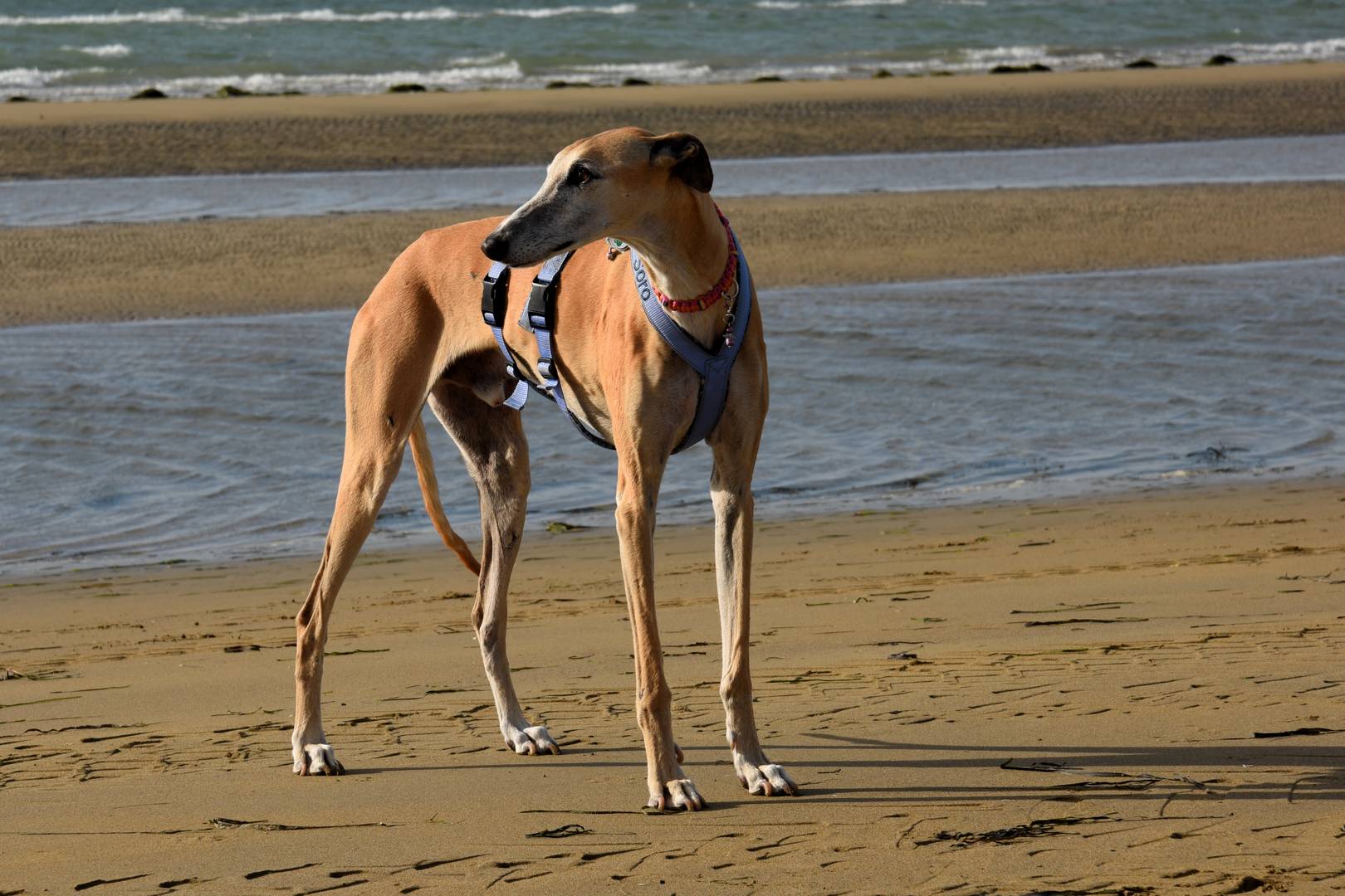 Galgo