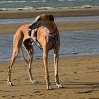 Galgo