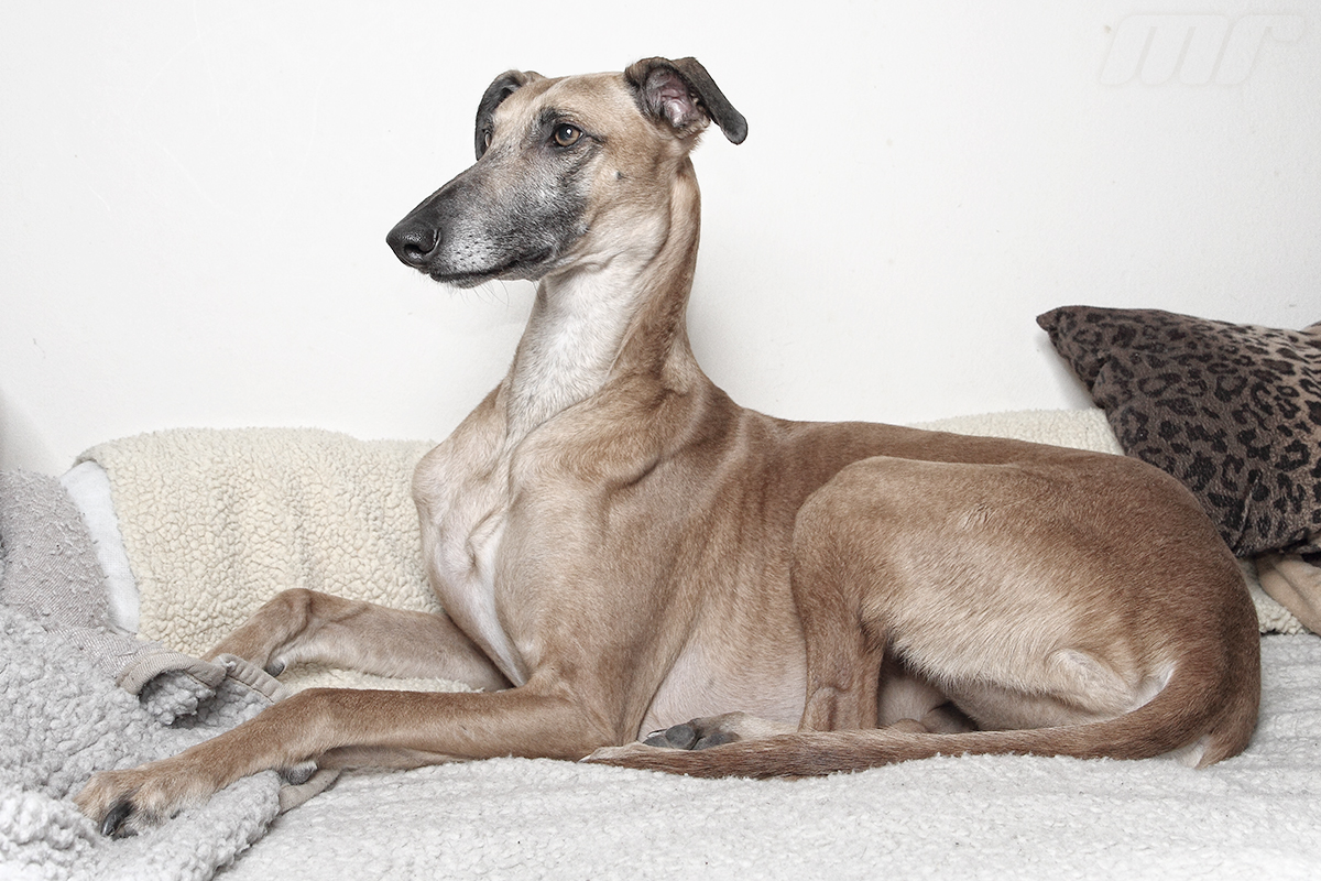 Galgo