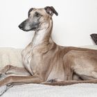 Galgo