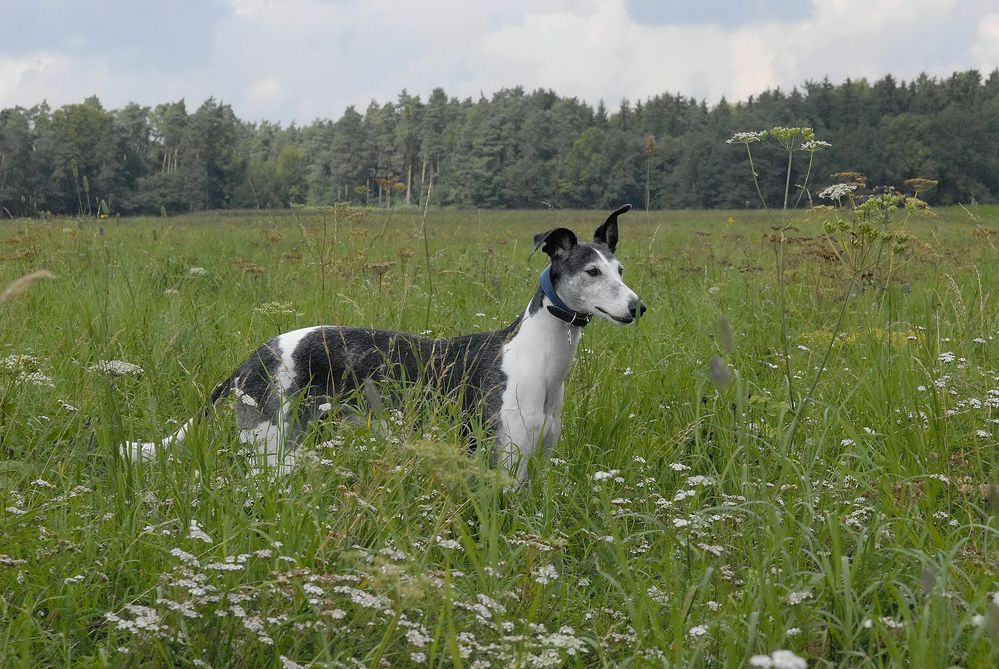 Galgo Foto & Bild tiere, haustiere, hunde Bilder auf