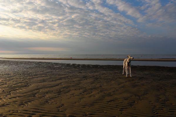 Galgo am Strand