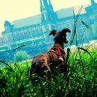 galgo an der elbe