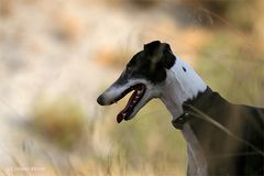 Galgo