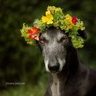 Galgo Blumenmädchen