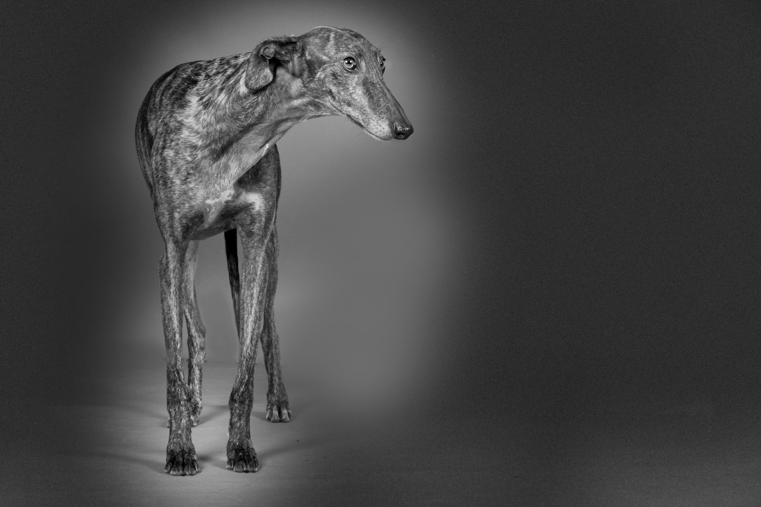 Galgo