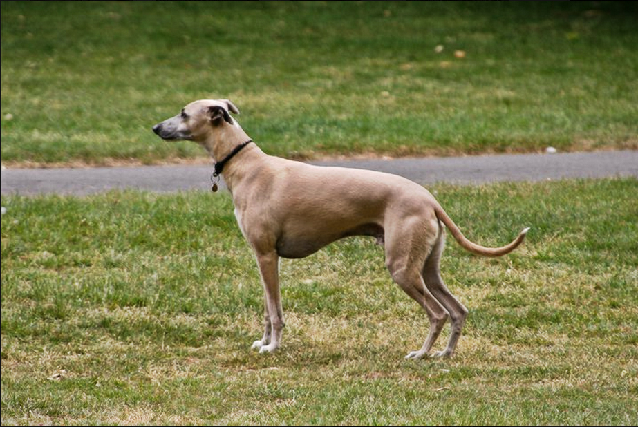 Galgo en Londres.