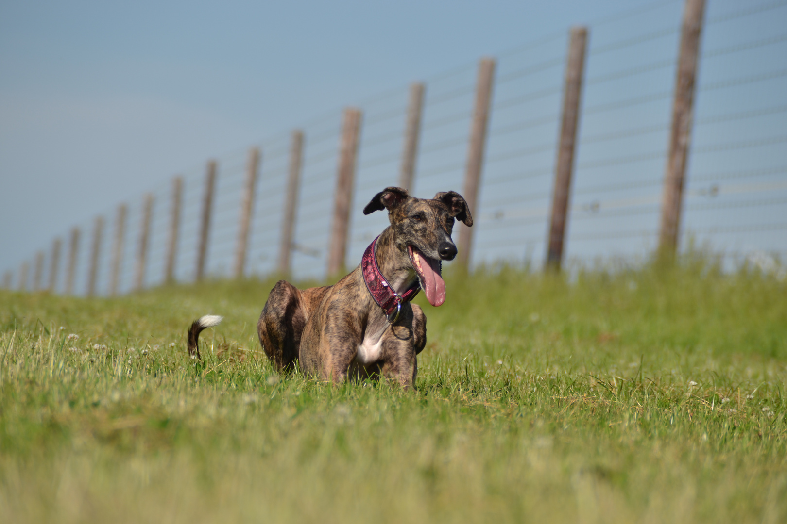 Galgo Espanol