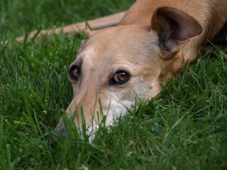 Galgo Espanol