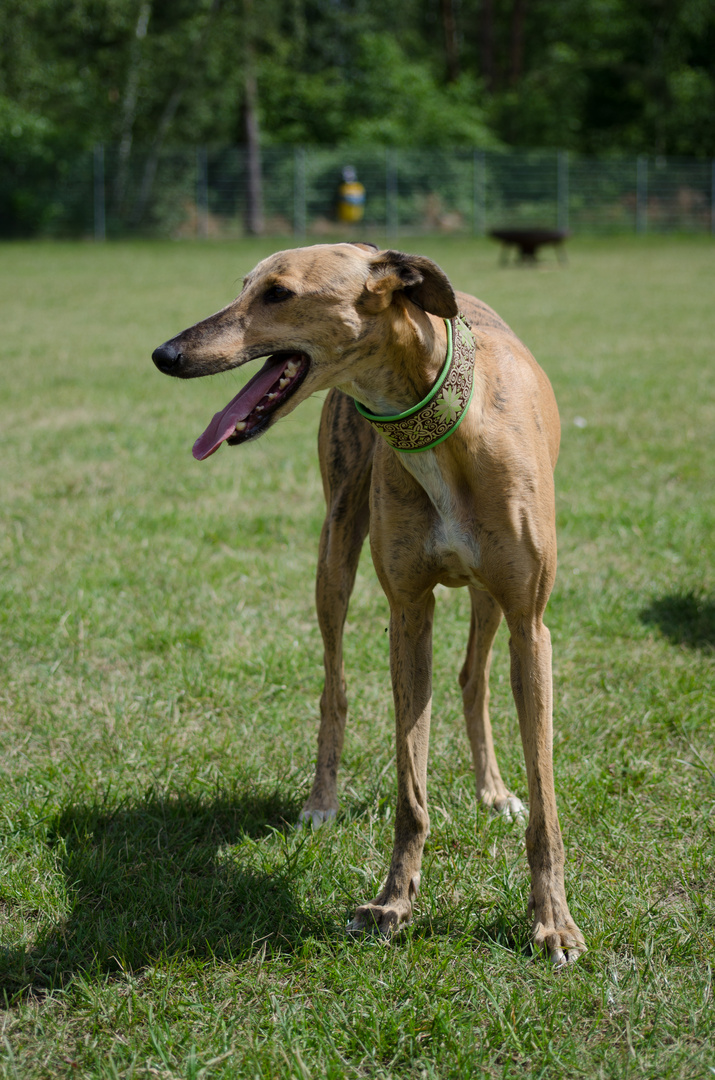 Galgo Espanol