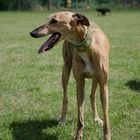 Galgo Espanol