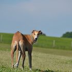 Galgo Espanol