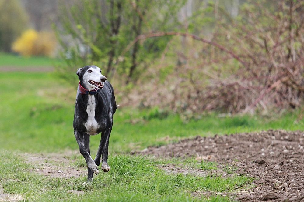 Galgo Español 2