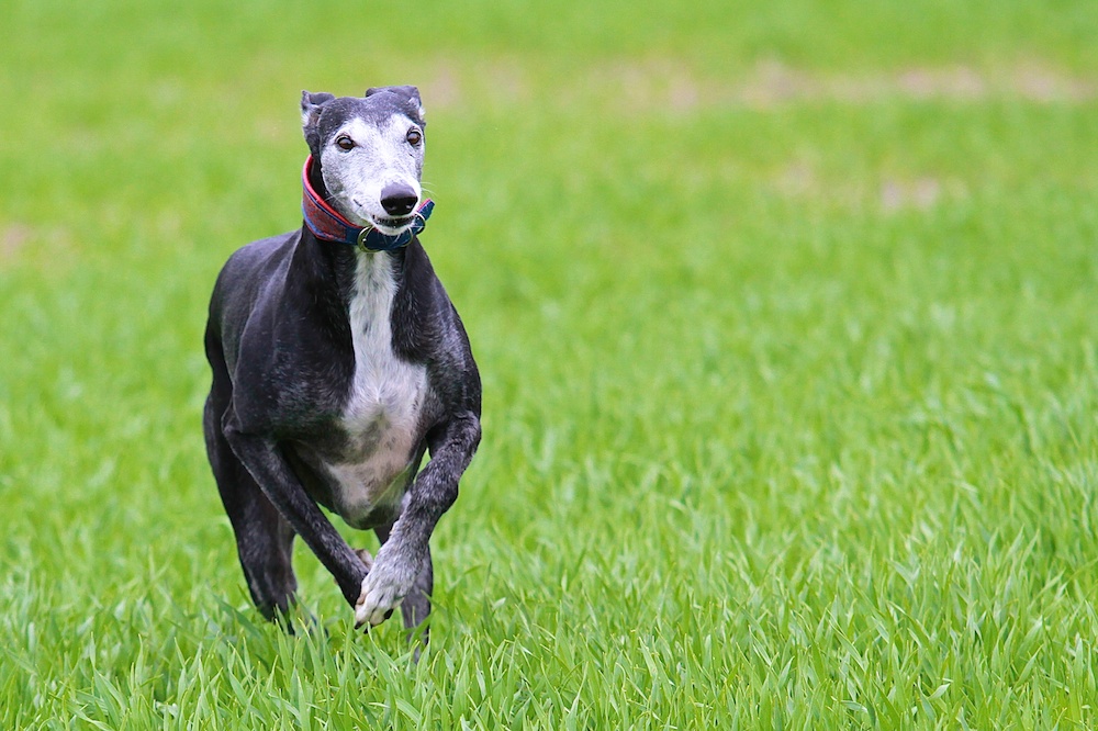 Galgo Español 3