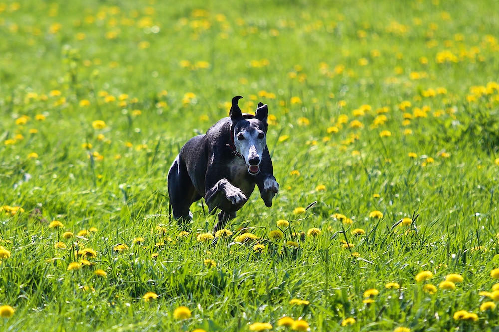 Galgo Español