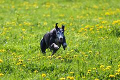 Galgo Español