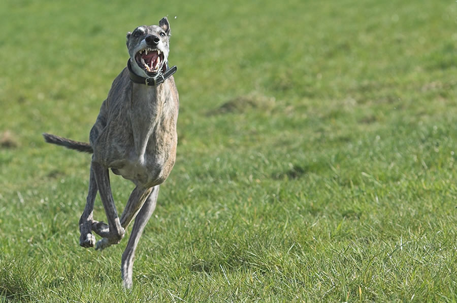 GALGO ESPAÑOL - Der will nur spielen