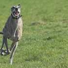 GALGO ESPAÑOL - Der will nur spielen