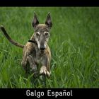 GALGO ESPAÑOL - Eigentlich bin ich doch fast schon zu alt für so hohes Gras