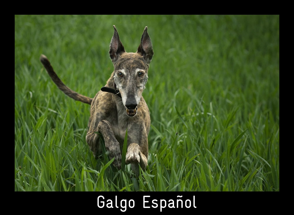 GALGO ESPAÑOL - Eigentlich bin ich doch fast schon zu alt für so hohes Gras