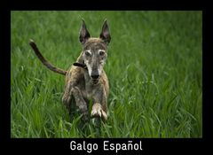 GALGO ESPAÑOL - Eigentlich bin ich doch fast schon zu alt für so hohes Gras