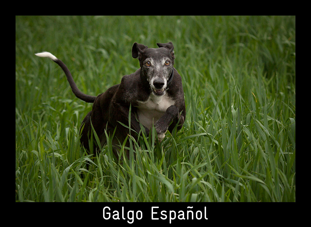 GALGO ESPAÑOL - Eigentlich ist das Gras schon viel zu hoch