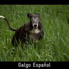 GALGO ESPAÑOL - Eigentlich ist das Gras schon viel zu hoch